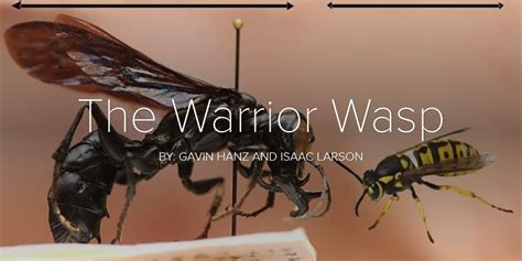 The Warrior Wasp