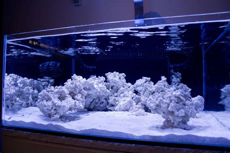 Thedoogans Shallow Rimless Tank Reef Central Online Community