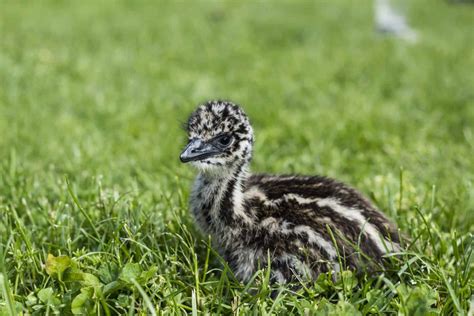 Baby Emu 10 Pictures And 10 Incredible Facts A Z Animals