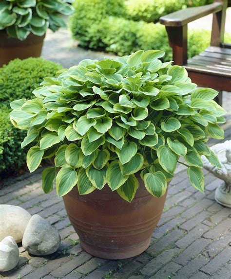 Grow Hostas In Containers For Gorgeous Foliage Right On The Garden