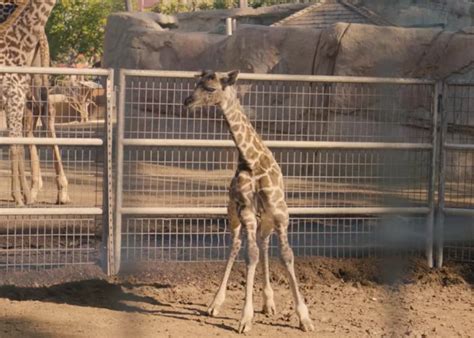 San Diego Zoos Giraffe Calf Is Gangly Awkward And Adorable Video