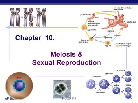 Ap Biology Chapter 10 Meiosis And Sexual Environmental