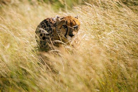 Cheetah Photo By Chris Schmid National Geographic Your Shot