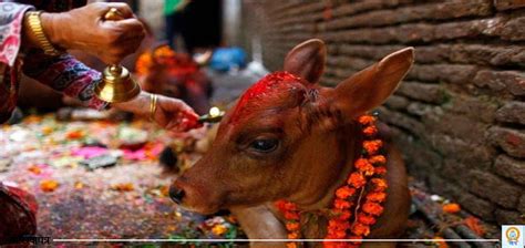 Govardhan Pooja Being Observed Today