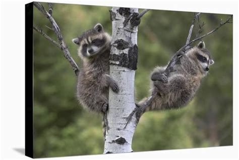 Raccoon Two Babies In Tree North America Stretched Canvas Print