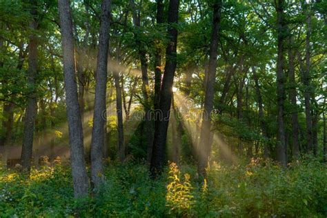 Sunlight Shining Through Trees In Forest Stock Photo Image Of