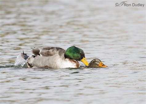 Mallard Duck Mating Mallard — Ducks Unlimited Canada 2019 01 17