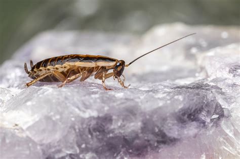 How Do You Get Rid Of Cockroaches 7 Proven Tips The Pest Rangers