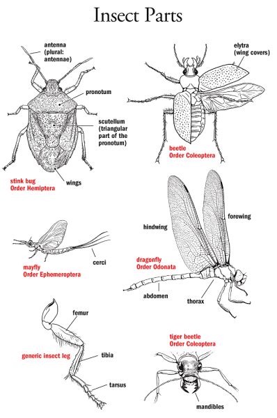 Insect Parts Identification Illustration