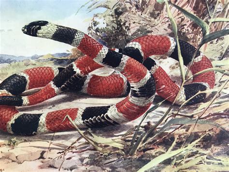 1903 The Coral Snake Original Antique Print Herpetology Reptile