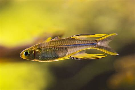 Celebes Rainbowfish Marosatherina Ladigesi Stock Photo Image Of