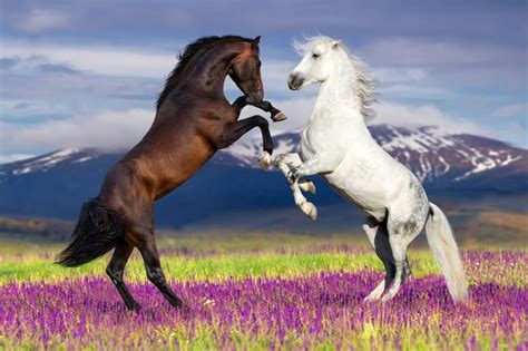 Two Horses Rearing Up Puzzle In Animals Jigsaw Puzzles On