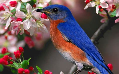 Birds Bluebirds Wallpapers Hd Desktop And Mobile