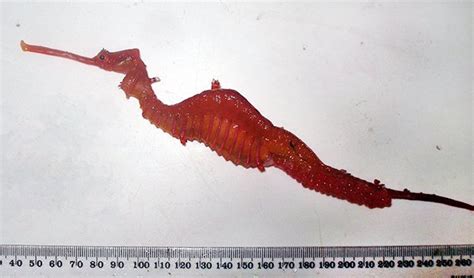 Sea Dragon Archives Australian Geographic