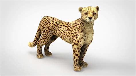 Cheetah 3d Model By Alenfsl