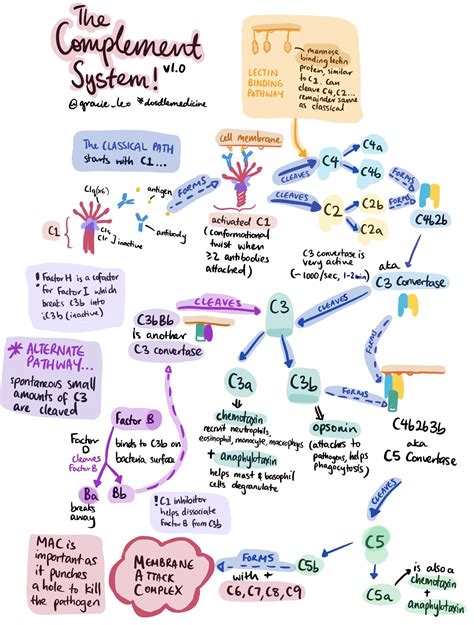 Overview Of The Complement System Classical And Alternative Grepmed