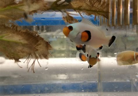 Check spelling or type a new query. Clownfish : Wyoming White Clownfish