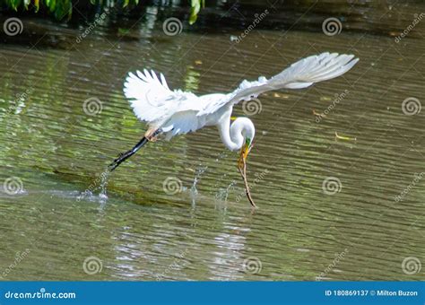 Beautiful Birds And Their Graceful Posture Stock Image Image Of