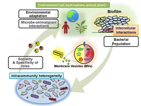Microbial Ecology And Role Of Microorganism In Ecosystem