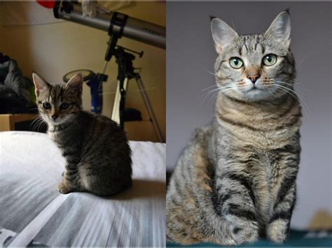 Siamese kittens mature more slowly than other breeds at first, especially in the the first year of a cat's life is equivalent to around fifteen human years. TODAY IS HER BIRTHDAY- 3 months old vs. 6 years old : cats