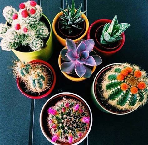 Vasos Para Cactos Pequenos