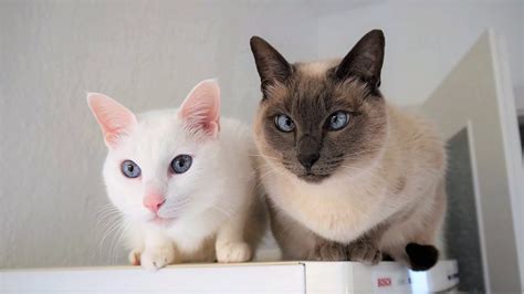 Siamese Cat Breed Information Behavior Needs Compatibility Care