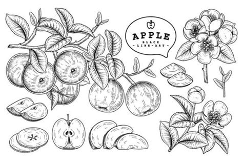 Apple Sketch Vector Art Icons And Graphics For Free Download