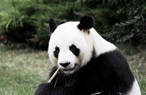 Giant Pandas Endangered