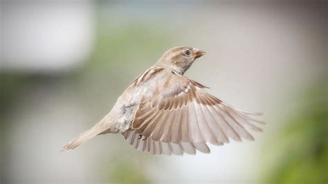 Download Animal Sparrow Hd Wallpaper