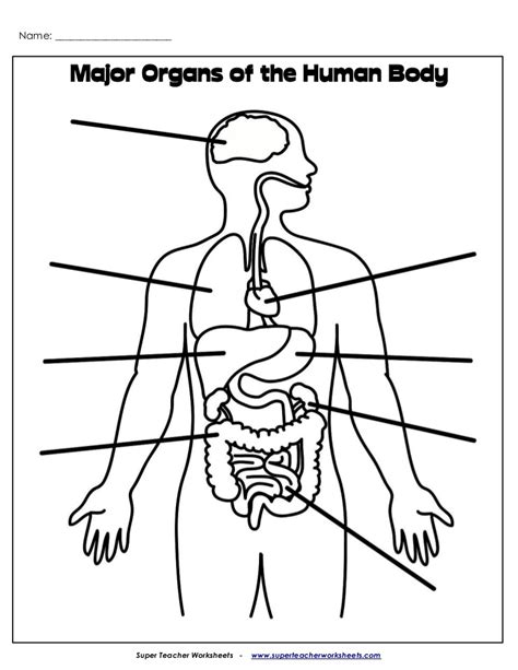 Click here to download a free human skeleton diagram. Organs label