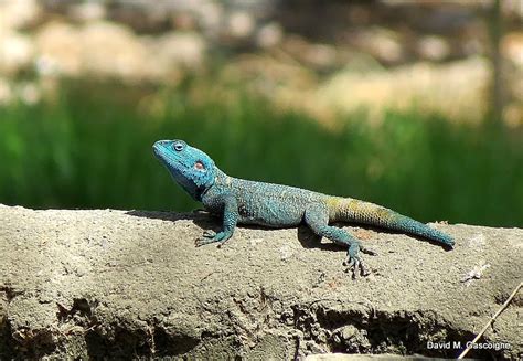 Blue Headed Tree Agama Travels With Birds