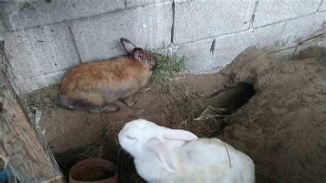 Preparación Del Nido Y Nacimiento De Los Conejos Nido Casero Y
