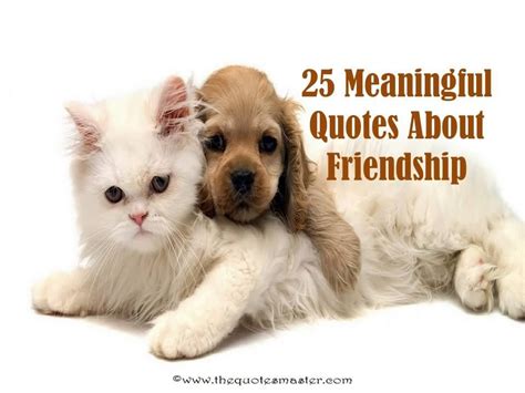 25 Meaningful Friendship Quotes Dog Cat Pictures Dog Cuddles Cat Vs Dog