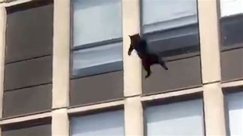 Cat Survives 5 Story Leap From Burning Apartment Building Video Abc News
