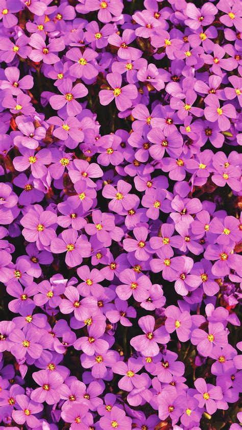1080x1920 Aubrieta Small Flowers Purple Bloom Wallpaper Flowery