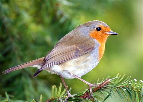 Ideas To Create A Backyard Bird Sanctuary Attracting Wild Birds To The