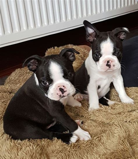 We also serve the coastal communities of santa barbara county from sclrr very rarely has puppies under 6 months of age, so we do not accept adoption applications from individuals or families seeking only to adopt a puppy. Boston Terrier Puppies For Sale | Orange County, CA #199522
