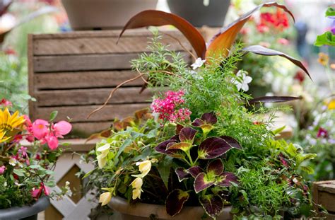 Container Gardening 101 Basic Elements Plants For All Seasons