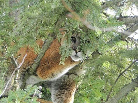 Petition Asks Wdfw Commission To Reverse Bear Cougar Hunting Rule