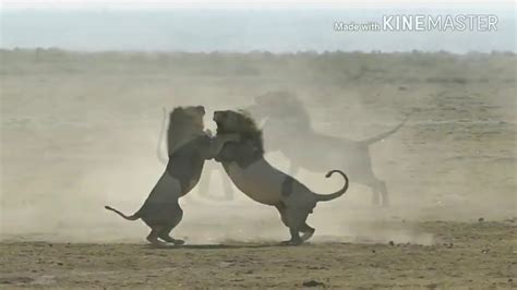 Epic 2 Male Lions Fighting To Death Aug 2017 Youtube