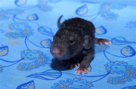 What Does A Baby Rat Look Like Essential Guide Diy Rodent Control
