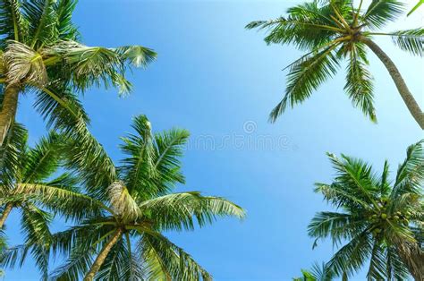 Summer Clear Blue Sky With Tropical Coconut Palm Trees Stock Image