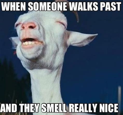 Your daily dose of fun! And they smell really nice... | Funny goat memes, Funny ...