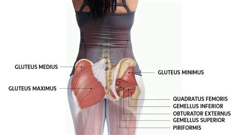 Glute Muscles What Are They Called Butt Muscle Names Anatomy Diagram