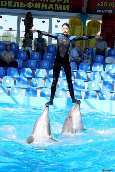 Dolphin Trainer Free Image № 25133