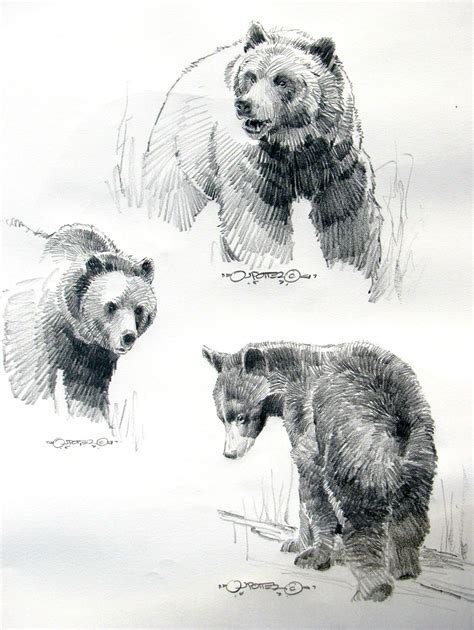 Drawings Of Grizzly Bears Bear Paintings Bear Sketch Animal Drawings