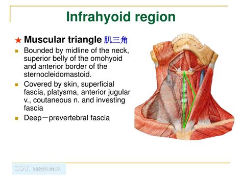 Clinically, surface anatomy is used to split the neck into anterior and posterior triangles which provide clues as to the location of specific structures. PPT - Regional anatomy of neck PowerPoint Presentation ...