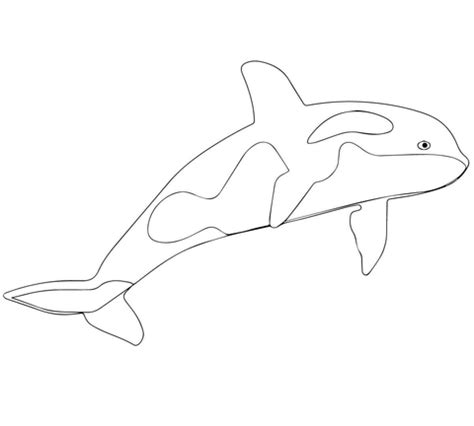 This below coloring sheet height & width is around 600 pixel x 600 pixel with approximate file size for around 91.17 kilobytes. Killer Whale or Orca coloring page | SuperColoring.com