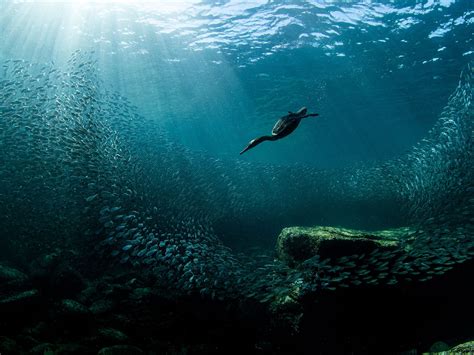Winners Of Underwater Photographer Of The Year 2021 Awards Show The Epic Beauty Of Our Oceans