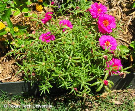 Outsidepride Portulaca Moss Rose Spreading Succulent Heat Drought Tolerant Ground Cover Plant
